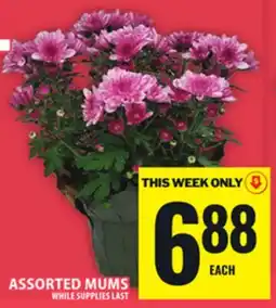 Food Basics ASSORTED MUMS offer