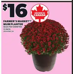 Loblaws FARMER'S MARKET MUM PLANTER, 13 INCH offer
