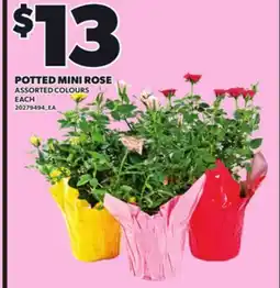 Loblaws POTTED MINI ROSE ASSORTED COLOURS, EACH offer