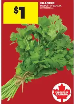 Real Canadian Superstore CILANTRO offer