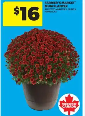 Real Canadian Superstore FARMER'S MARKET MUM PLANTER, 13 INCH offer