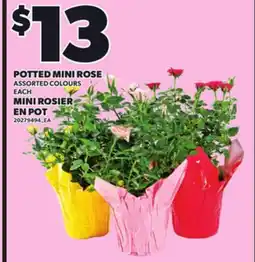 Independent Grocer POTTED MINI ROSE, EACH offer