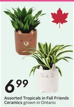 Sobeys Assorted Tropicals in Fall Friends Ceramics offer