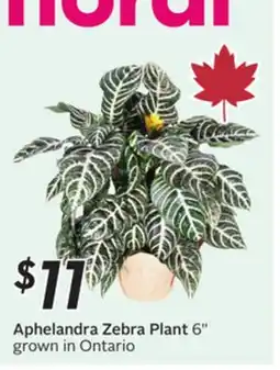 Sobeys Aphelandra Zebra Plant offer