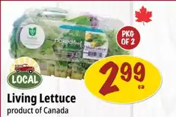 Farm Boy Living Lettuce offer