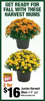 Home Depot Jumbo Harvest Mum offer
