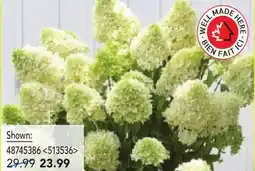 RONA fall hydrangeas in 2-gal pot offer