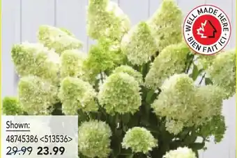 RONA fall hydrangeas in 2-gal pot offer