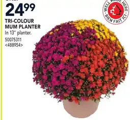 RONA TRI-COLOUR MUM PLANTER offer