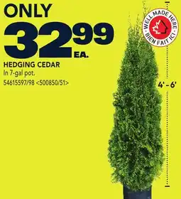 RONA HEDGING CEDAR offer