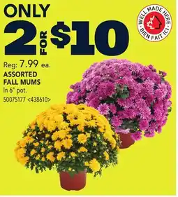 RONA ASSORTED FALL MUMS offer