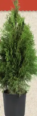 Canac Skybound Cedar 5 gallons offer