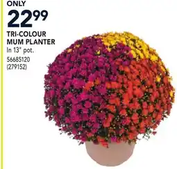 RONA TRI-COLOUR MUM PLANTER offer