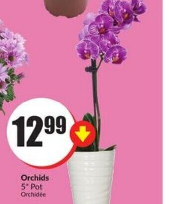 FreshCo Orchids offer