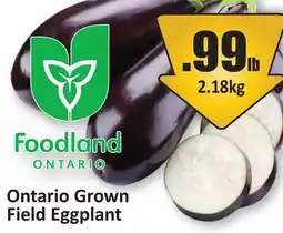 Starsky Ontario Grown Field Eggplant offer