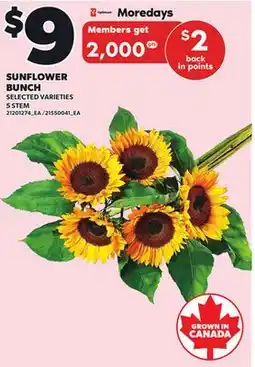 Independent City Market SUNFLOWER BUNCH, 5 STEM offer