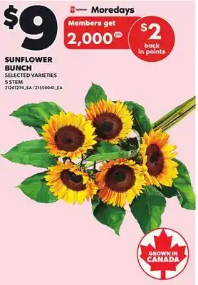 Independent City Market SUNFLOWER BUNCH, 5 STEM offer
