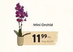 Marche Leo's Mini Orchid offer