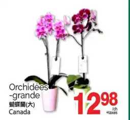 T&T Supermarket ORCHIDÉES -GRANDE offer