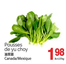 T&T Supermarket POUSSES DE YU CHOY offer