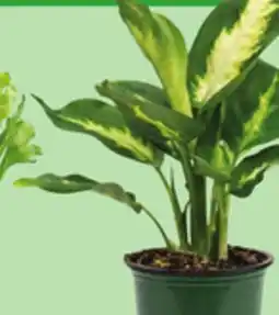 Giant Tiger 4 tropical plant offer