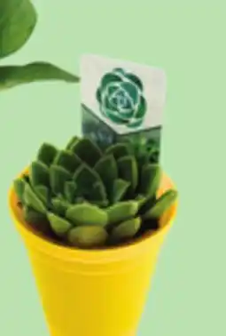 Giant Tiger 2.5 succulent offer