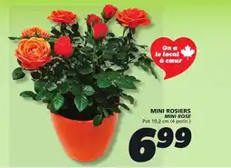 IGA MINI ROSE offer
