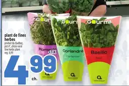 Metro PLANT DE FINES HERBES | FINE HERBS PLANT offer