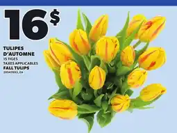 Provigo FALL TULIPS offer