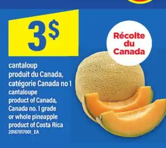 Maxi CANTALOUP | cantaloupe offer