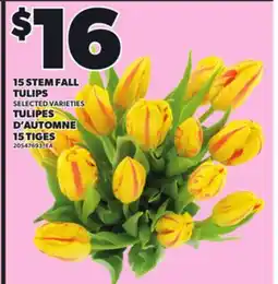Independent Grocer 15 STEM FALL TULIPS offer