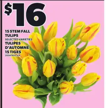 Independent Grocer 15 STEM FALL TULIPS offer