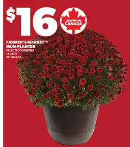 Loblaws FARMER'S MARKET MUM PLANTER, 13 INCH offer