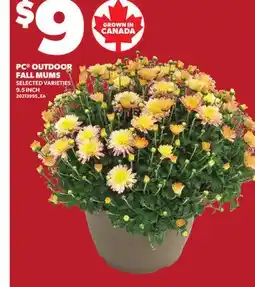 Loblaws PC OUTDOOR FALL MUMS, 9.5 INCH offer