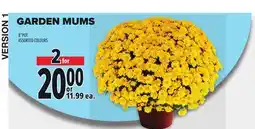 Metro GARDEN MUMS offer