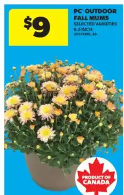 Real Canadian Superstore PC OUTDOOR FALL MUMS, 9.5 INCH offer