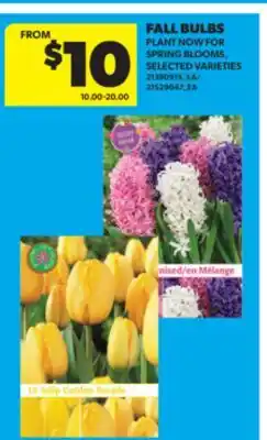 Real Canadian Superstore FALL BULBS offer