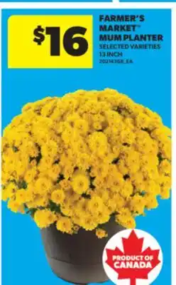 Real Canadian Superstore FARMER'S MARKET MUM PLANTER, 13 INCH offer