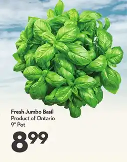 Longo's Fresh Jumbo Basil offer