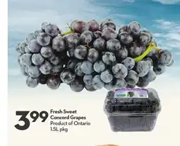 Longo's Fresh Sweet Concord Grapes offer