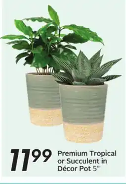 Sobeys Premium Tropical or Succulent in Décor Pot offer