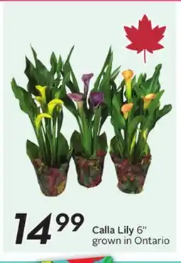 Sobeys Calla Lily offer