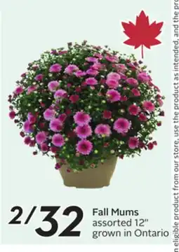 Sobeys Fall Mums offer