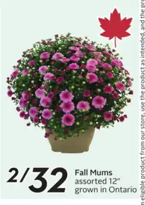 Sobeys Fall Mums offer