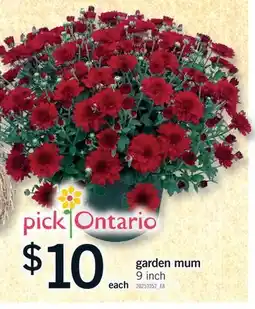 Fortinos GARDEN MUM, 9 inch offer