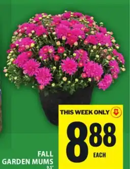 Food Basics FALL GARDEN MUMS offer