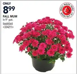 RONA FALL MUM offer