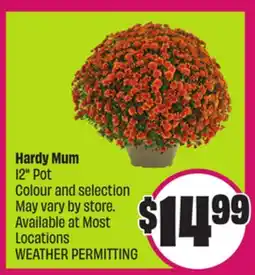 Chalo FreshCo Hardy Mum 12 Pot offer