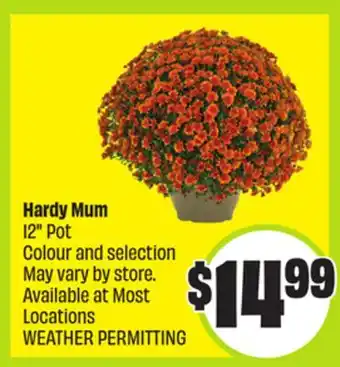 FreshCo Hardy Mum 12 Pot offer