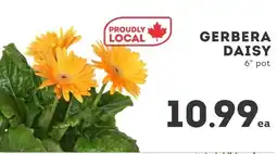 IGA Gerbera daisy offer